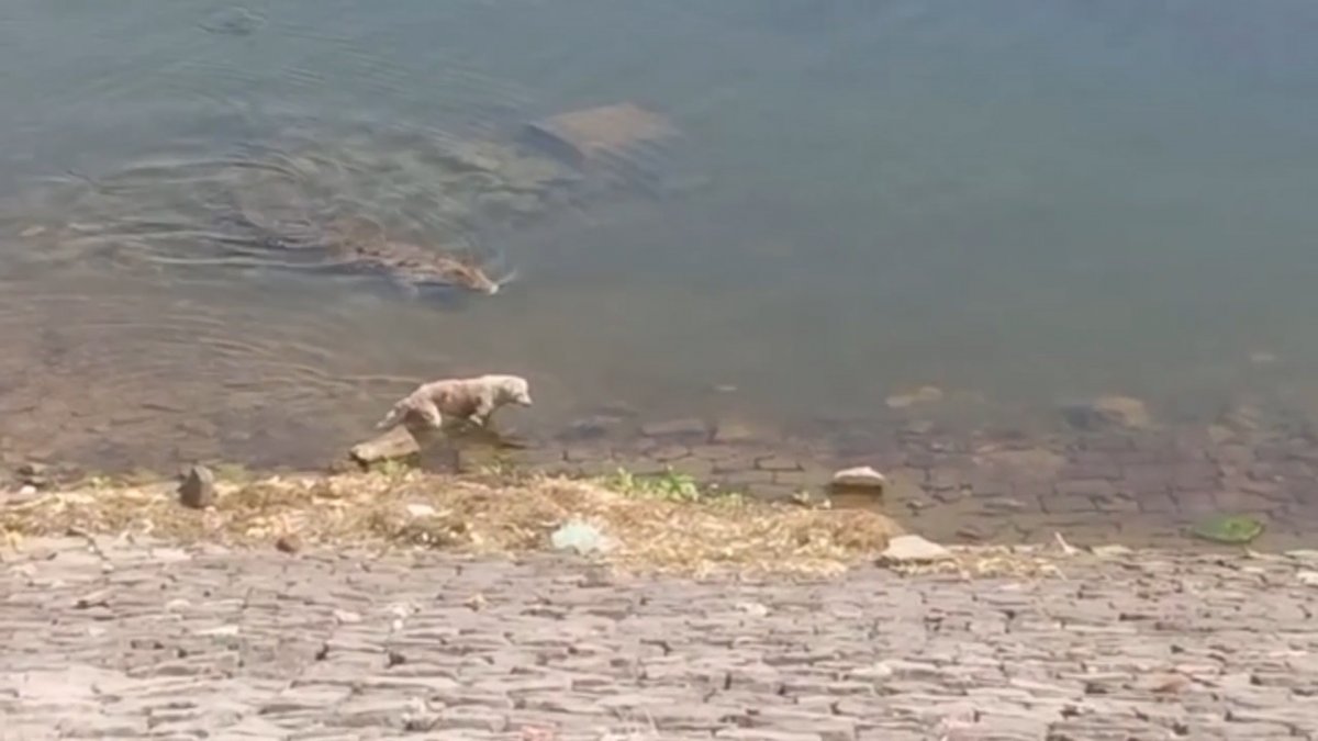 Dog hunted crocodile in India