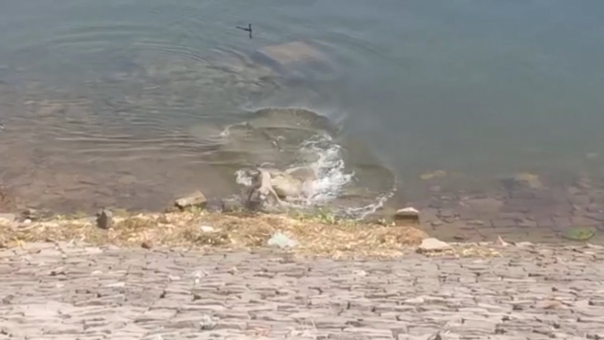 In India, the dog fell prey to the crocodile #1