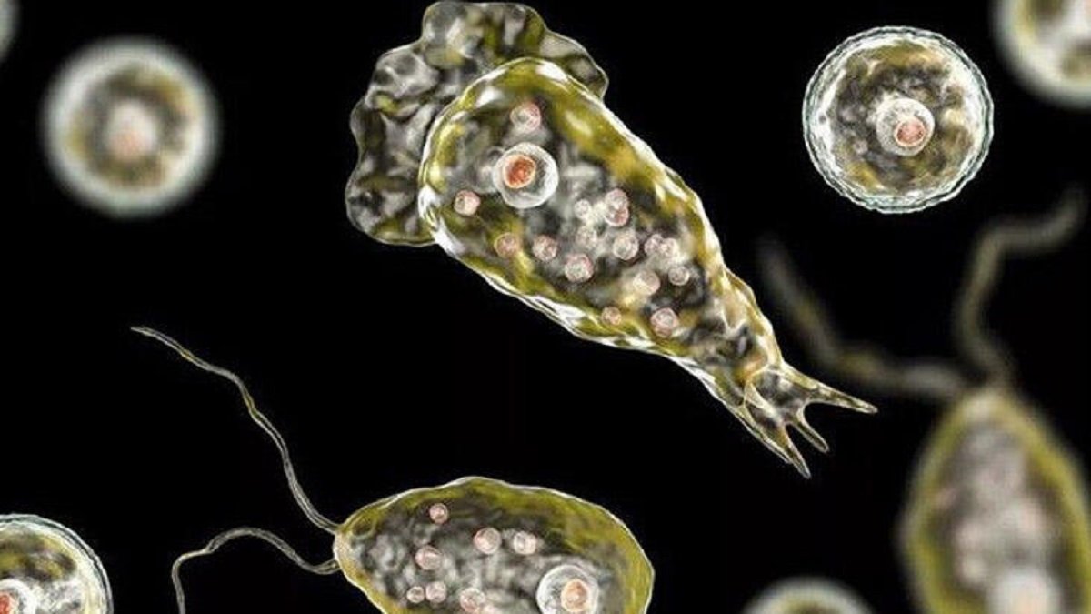 What is amoeba ? Kimdeyir