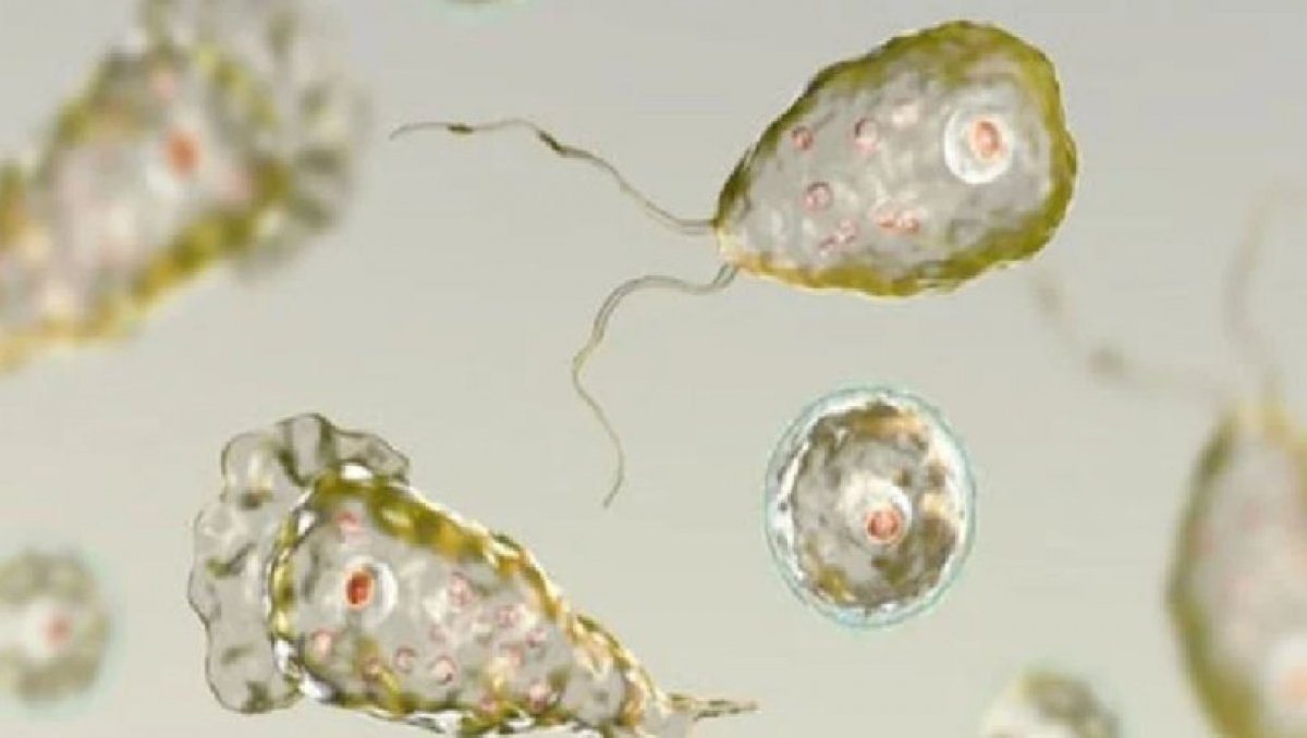 Brain-eating amoeba can multiply rapidly #2