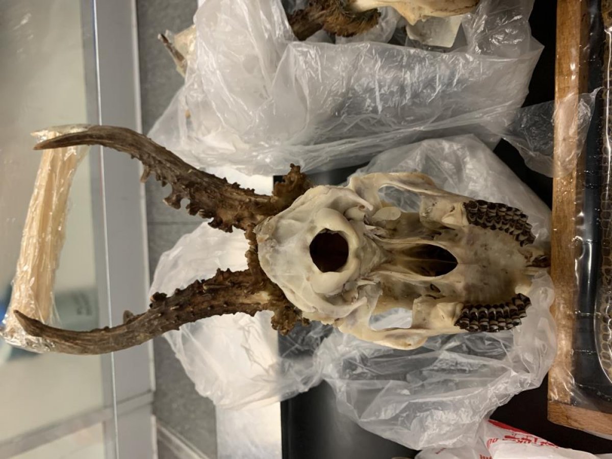 Passenger who brought deer skulls from Turkey to Germany fined #1
