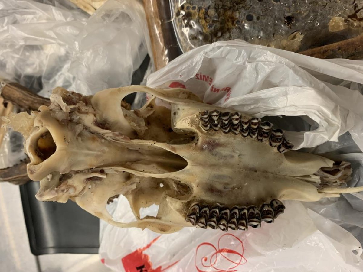 Fine for the passenger who brought deer skulls from Turkey to Germany #2