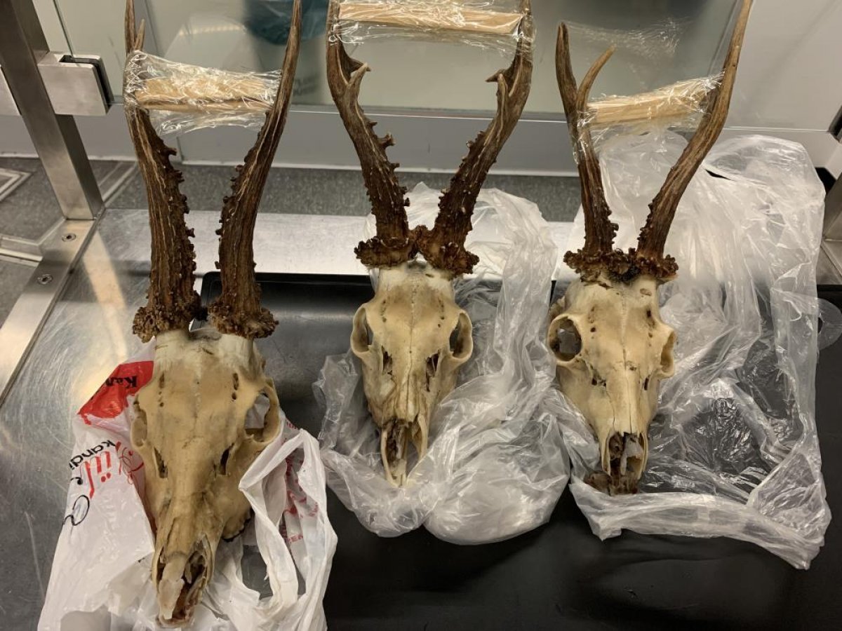 Passenger who brought deer skulls from Turkey to Germany fined #3