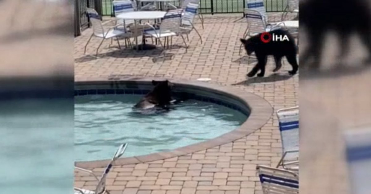Bears raiding the youth pool party in the USA enjoy the water #2