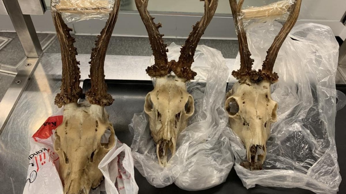 Passenger who brought deer skull from Turkey to Germany fined