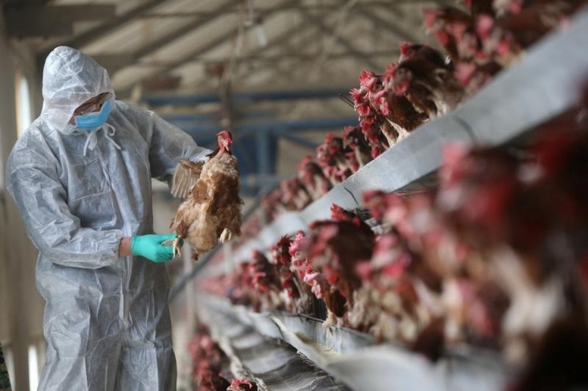 China reports first human case of H10N3 avian influenza #1
