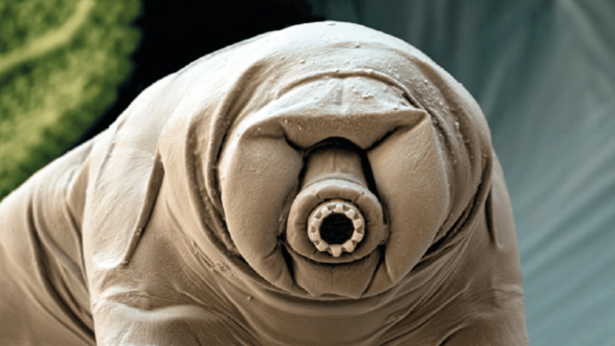 SpaceX will send 5,000 water bears to space for NASA research Kimdeyir
