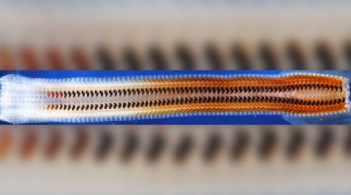 Bilim insanları, demir dişi olan bir canlı keşfetti #5