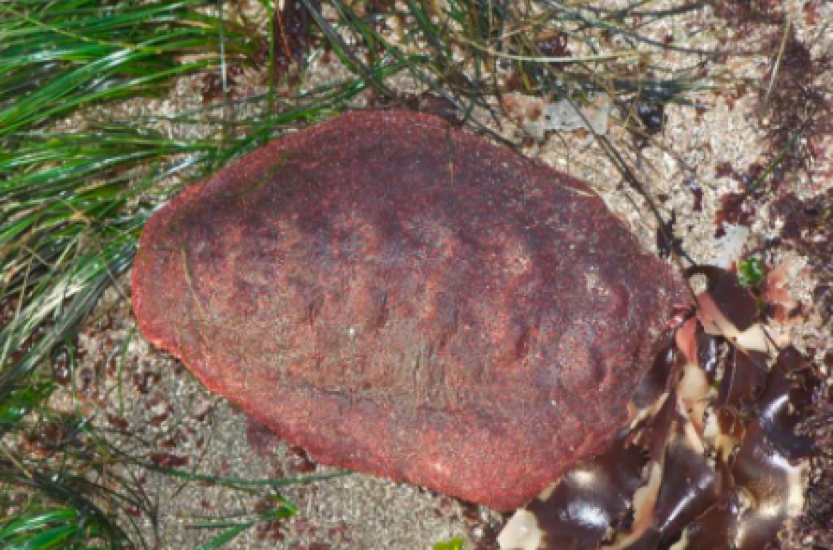 Bilim insanları, demir dişi olan bir canlı keşfetti #3