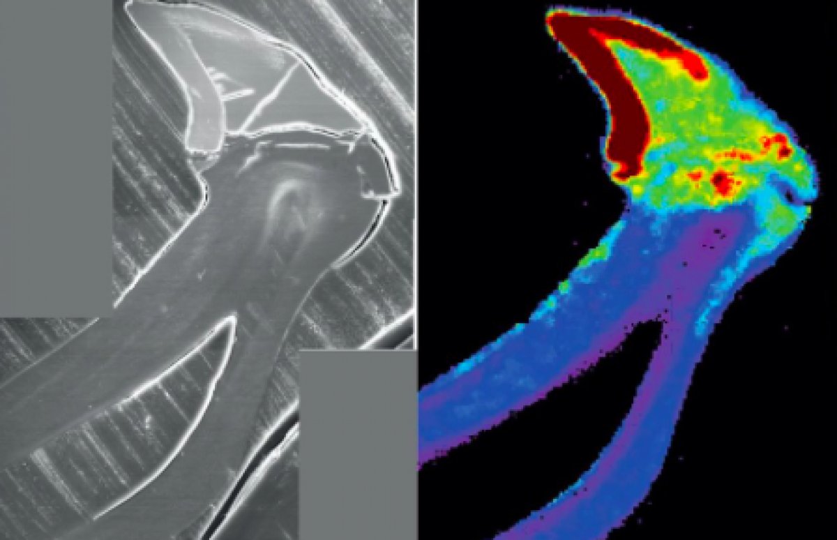 Bilim insanları, demir dişi olan bir canlı keşfetti #4