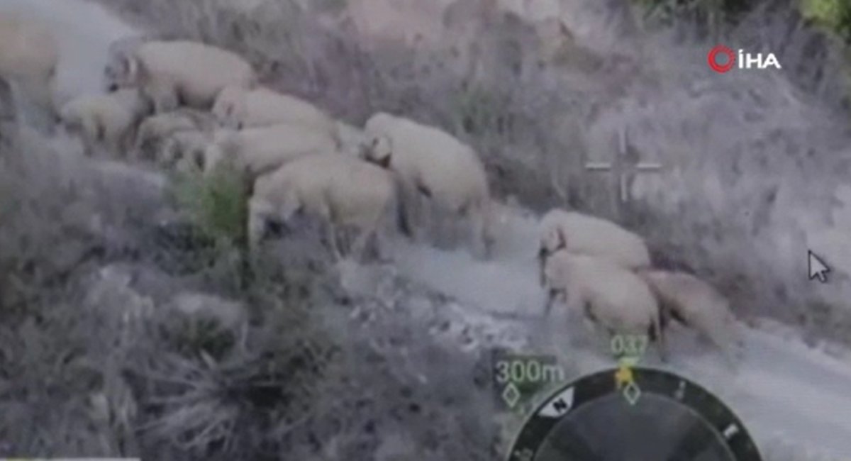 Elephants landed in the city center in China, roads closed #2