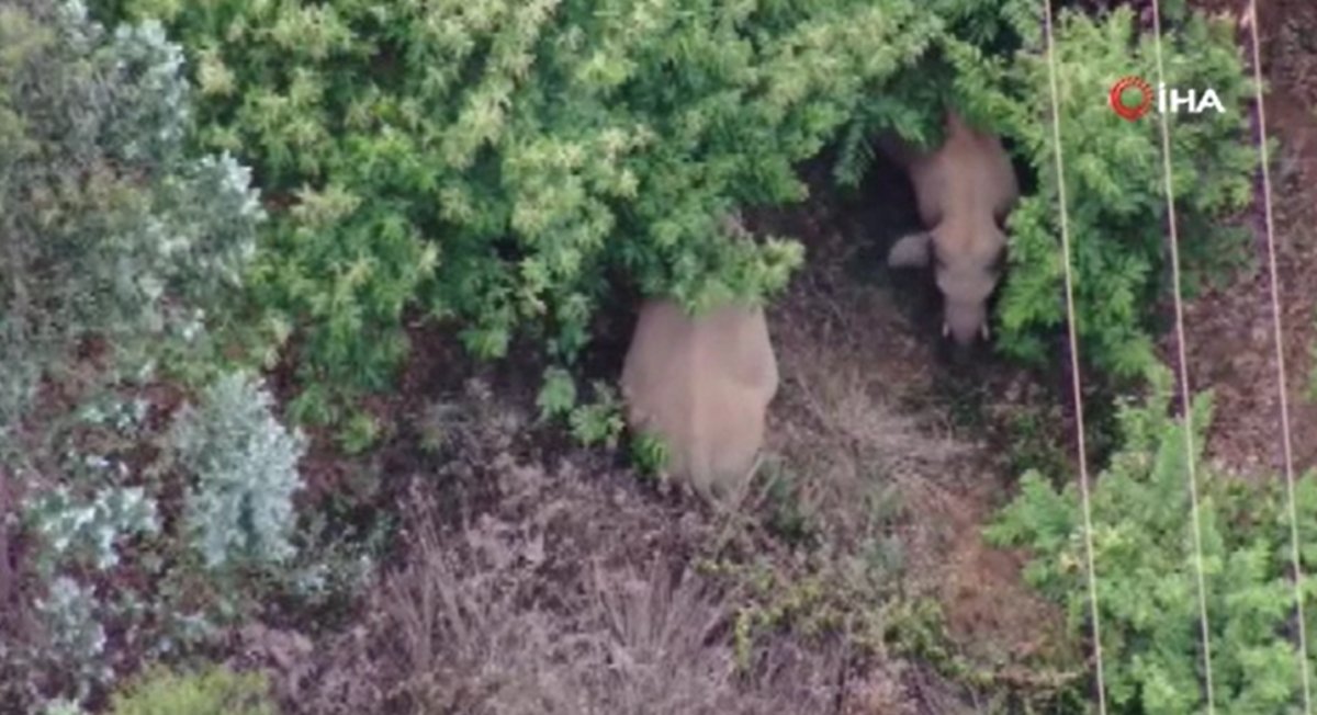 Elephants landed in the city center in China, roads closed #1