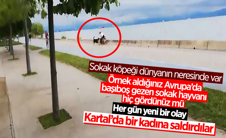 İstanbul'da sokak köpekleri bir kadına saldırdı