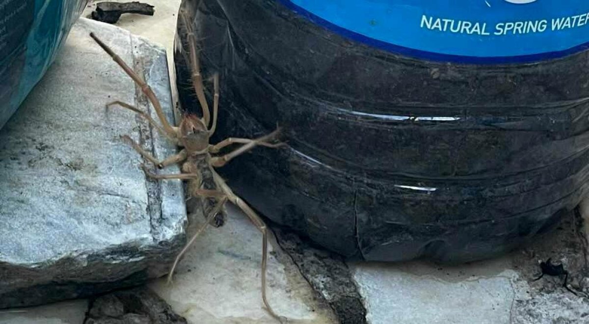 Muğla’da et yiyen Sarıkız örümceği görüldü