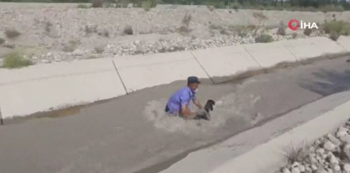 Police rescued the sheep that fell into the water canal in China #3