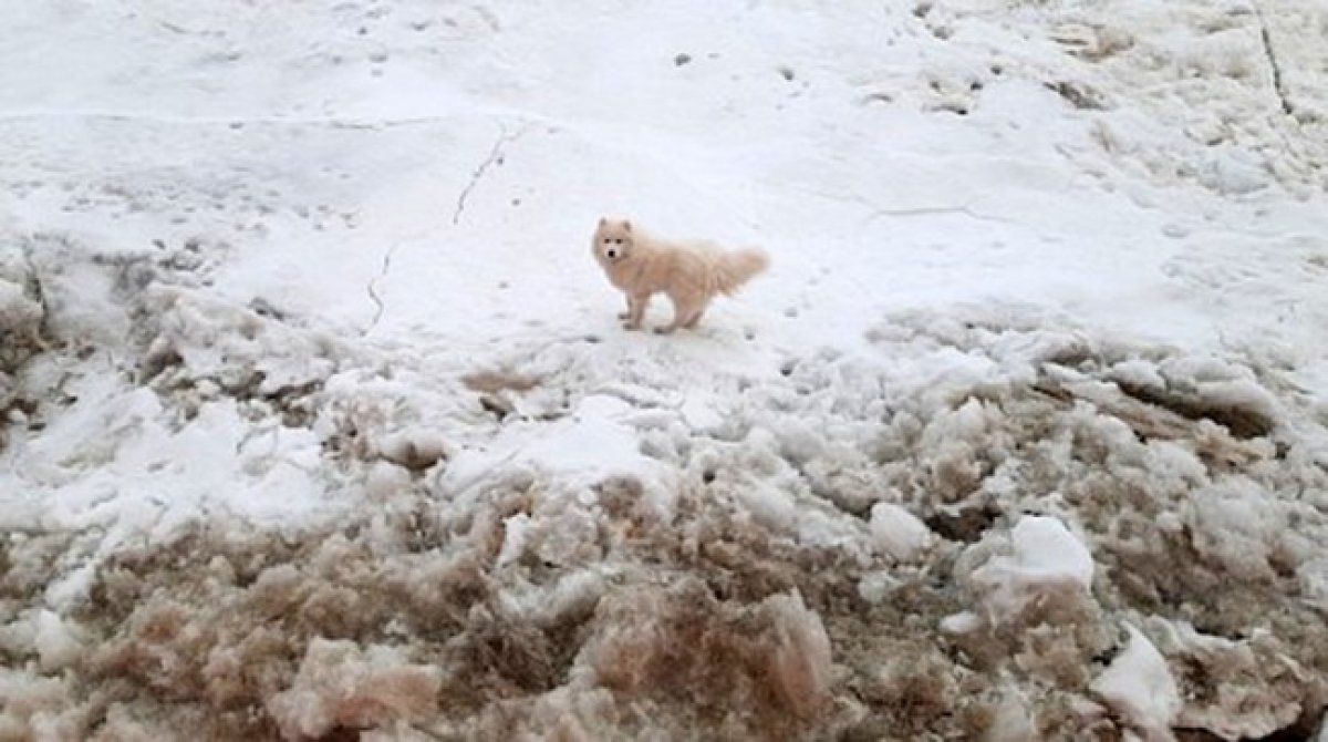 Russian icebreaker found dog lost in Arctic #1