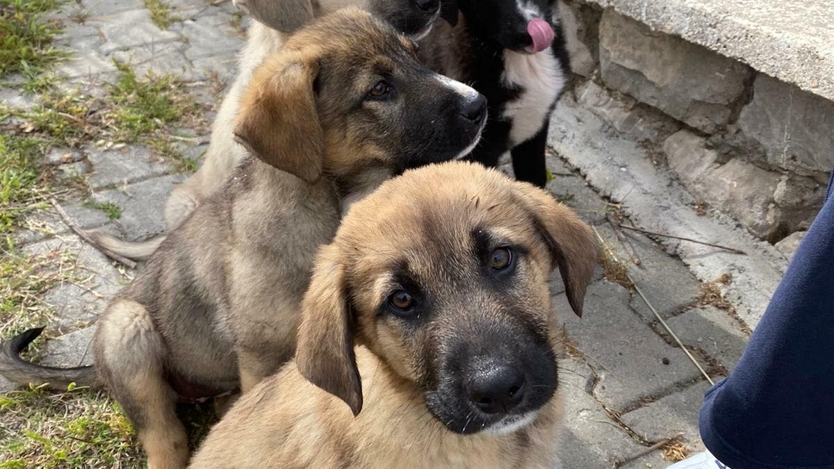 izmir köpek satış