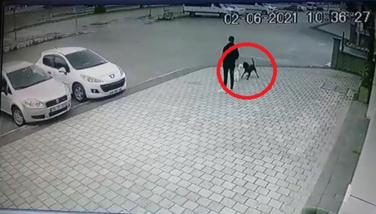 Bursa da küçük köpeğe pitbull saldırdı #1