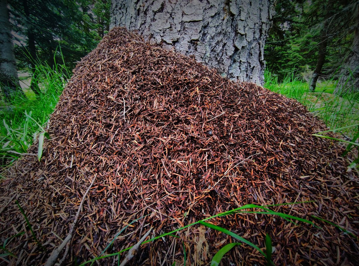 Uludağ’da dev karınca yuvaları  #2
