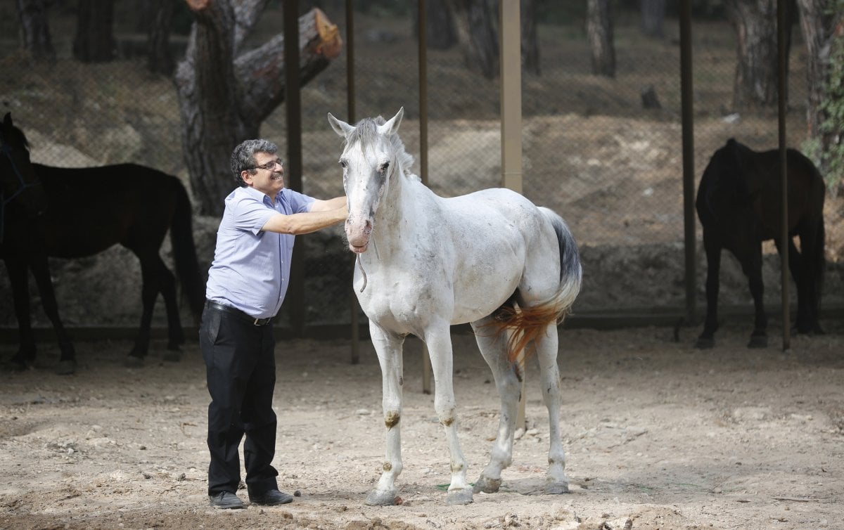 40 horses were adopted in Antalya: 2 dead, 2 stolen, 3 missing #3