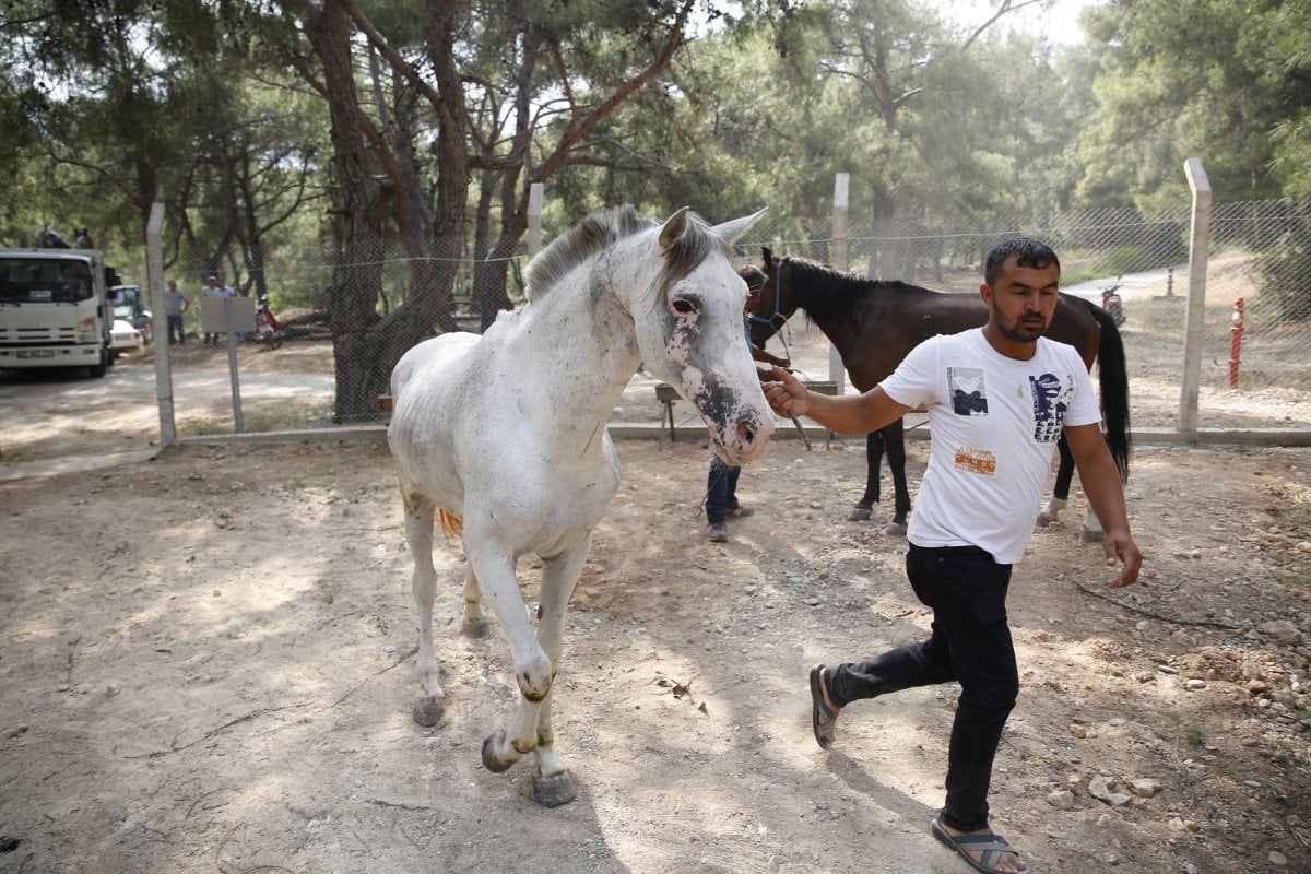 40 horses were adopted in Antalya: 2 dead, 2 stolen, 3 missing #4