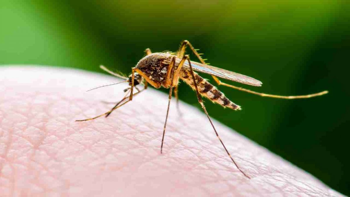 What is West Nile virus and how is it transmitted?  West Nile virus symptoms and treatment #4