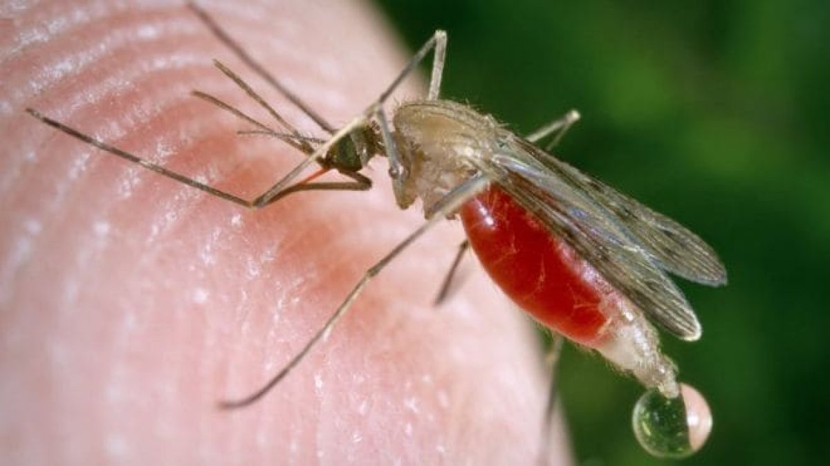 What is West Nile virus and how is it transmitted?  West Nile virus symptoms and treatment #2