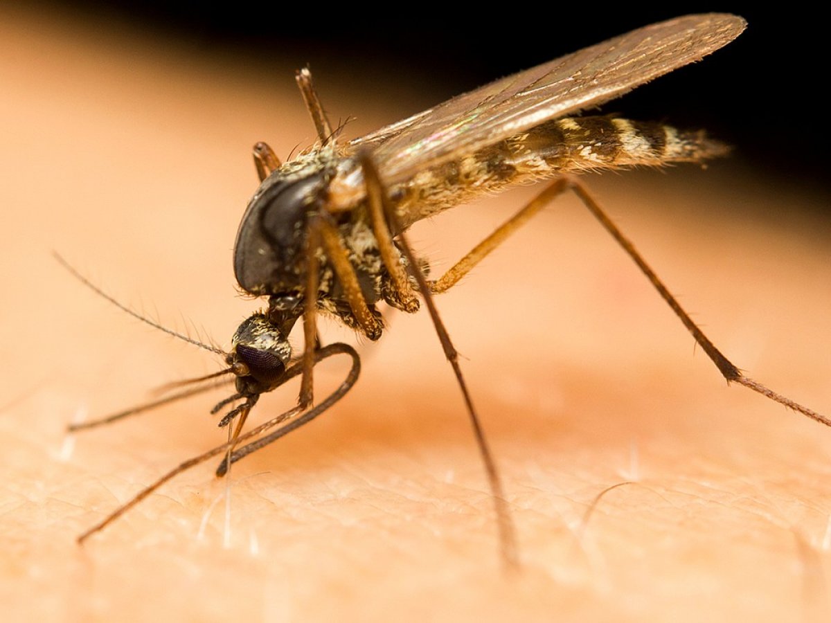What is West Nile virus and how is it transmitted?  West Nile virus symptoms and treatment #3