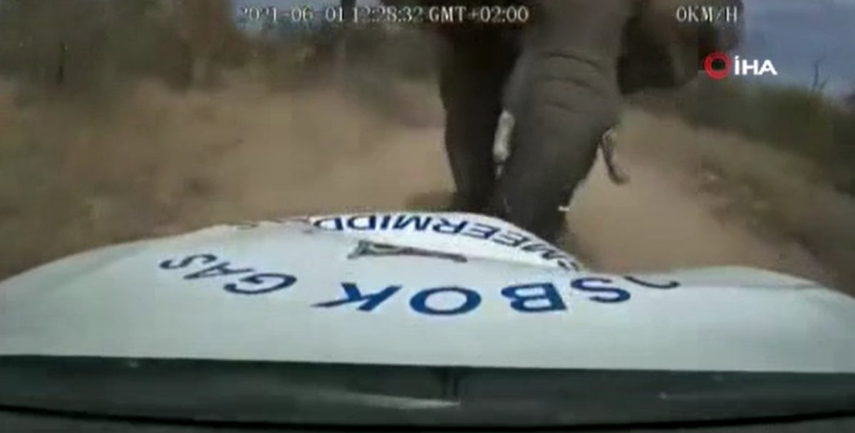 Elephant attacked car in South Africa #1
