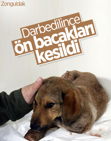 Zonguldak'ta darbedilen köpeğin ön bacakları kesildi