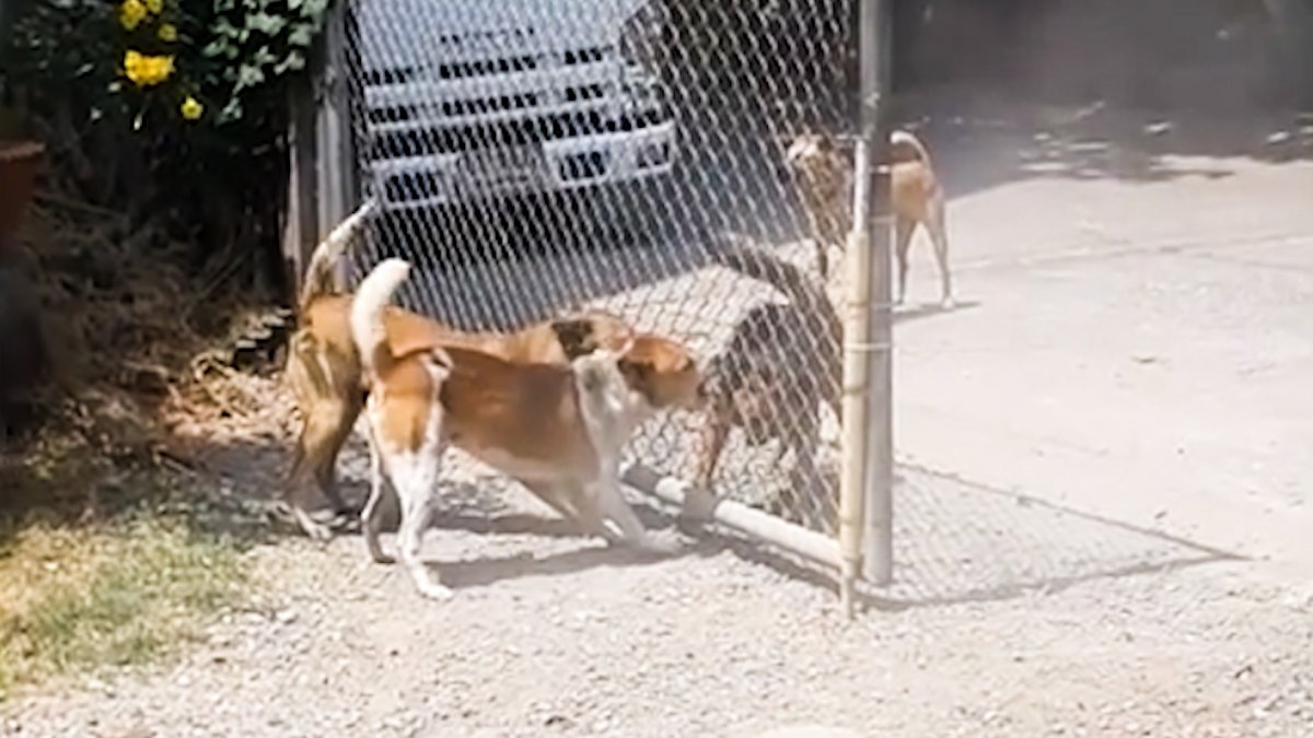 Dogs barked at each other at open door in Thailand #2