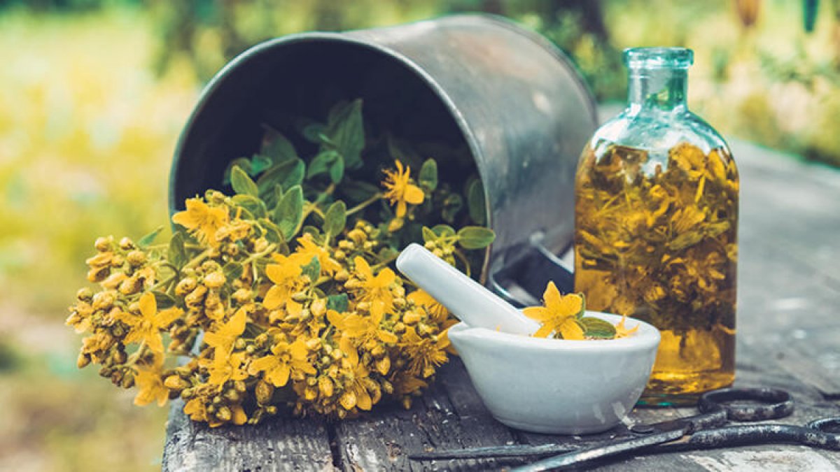 Restorative and healing effect: What are the benefits of St. John's Wort?  #2nd