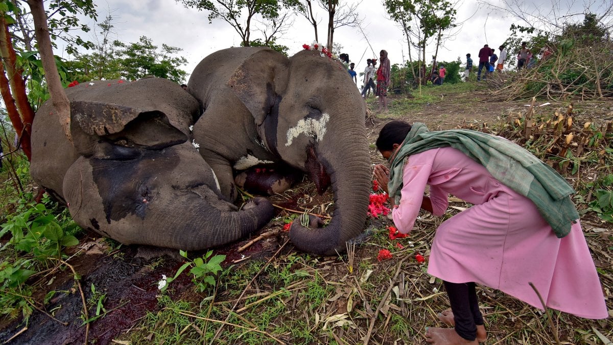 28 elephants caught coronavirus in India