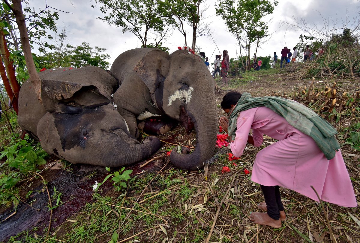 28 elephants caught coronavirus in India #2