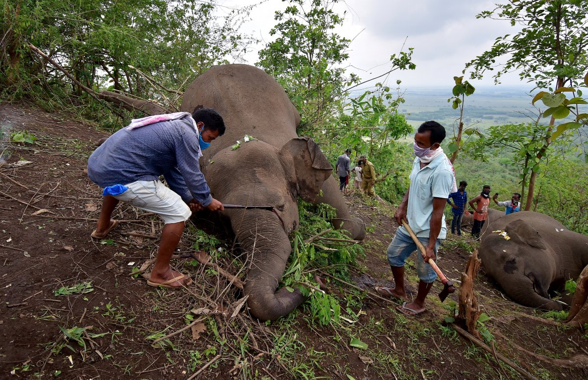 28 elephants caught coronavirus in India #1