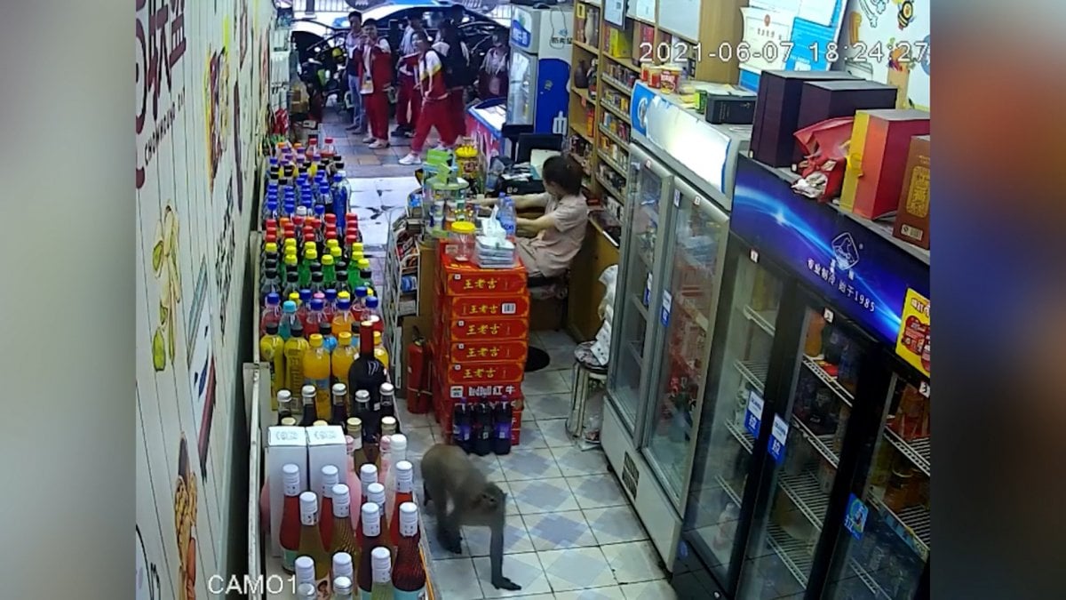 Monkey entering a shop in China steals a drink #2