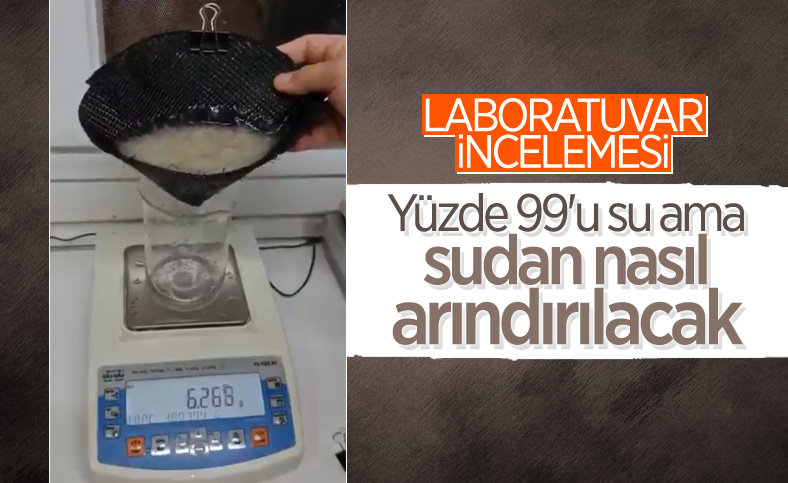 Deniz salyasının laboratuvar ortamında yakından incelenmesi