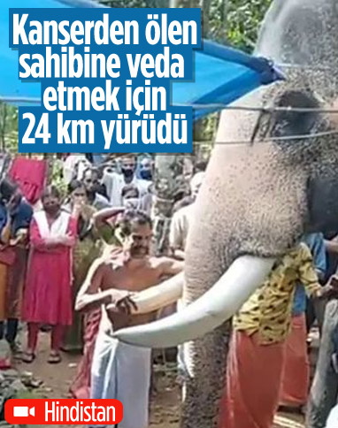 Hindistan'da sahibine veda eden fil