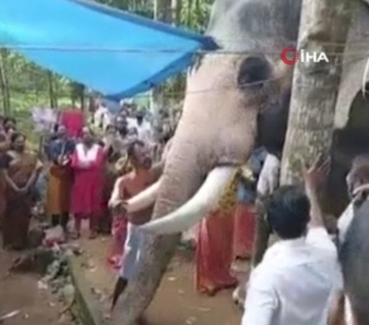 Elephant Saying Goodbye to Its Owner in India #3