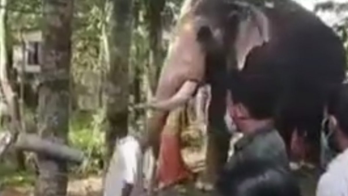 Elephant Saying Goodbye to Its Owner in India