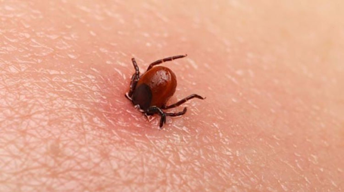 Making a special solution that keeps ticks away #2