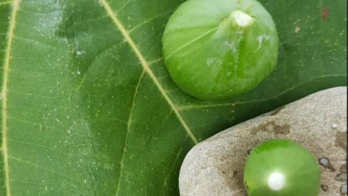 Leaf healing What are the benefits of fig milk? Kimdeyir
