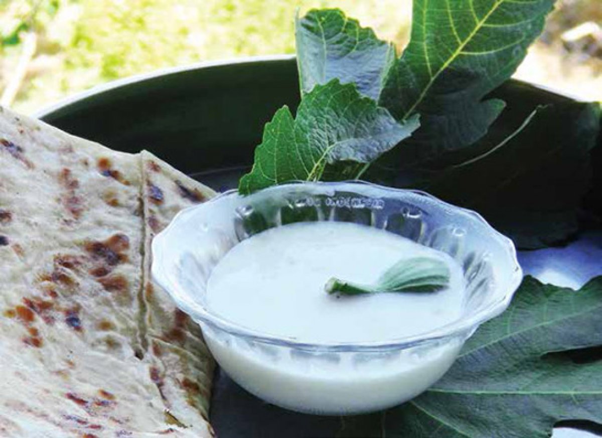 Leaf healing: What are the benefits of fig milk #2
