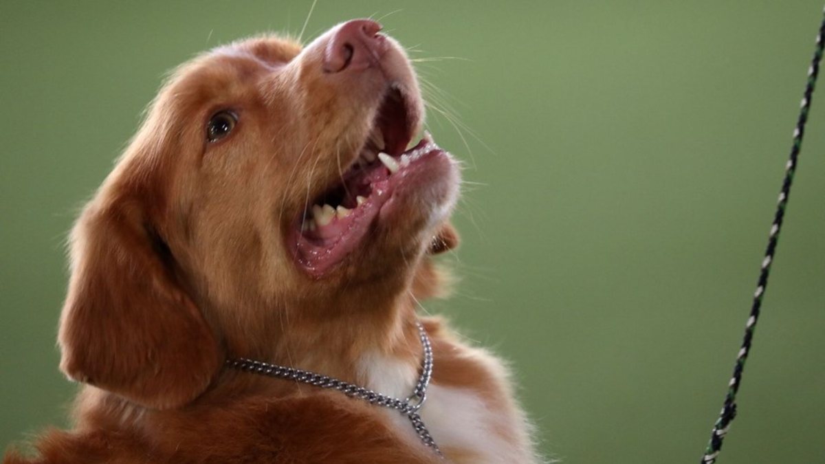 ABD�de, kuduz nedeniyle 100�den fazla ülkeden köpek ithali yasakladı