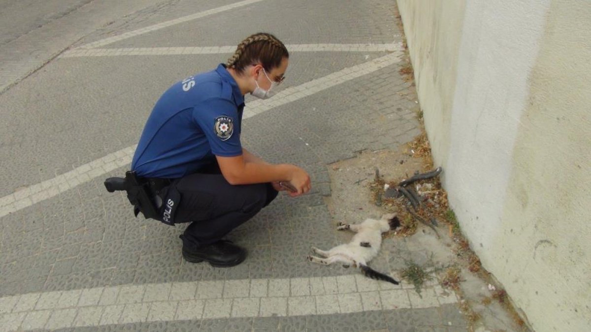 Antalya�da yavru kediye araba çarptı, kadın polis başından ayrılmadı