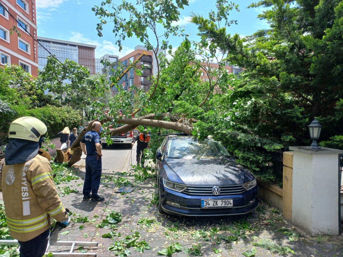 Ataşehir’de çürümüş ağaç, park halindeki aracın üzerine devrildi  #2