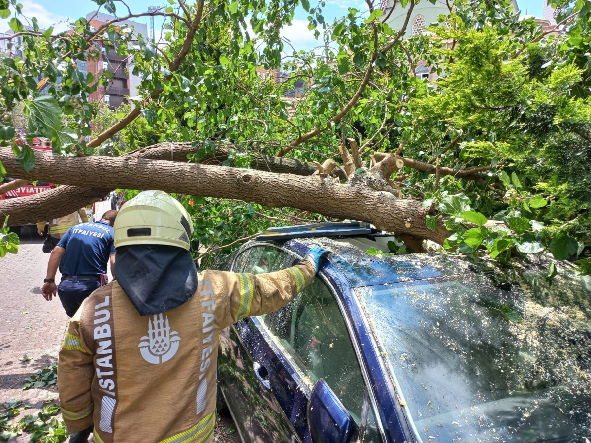 Ataşehir’de çürümüş ağaç, park halindeki aracın üzerine devrildi  #1