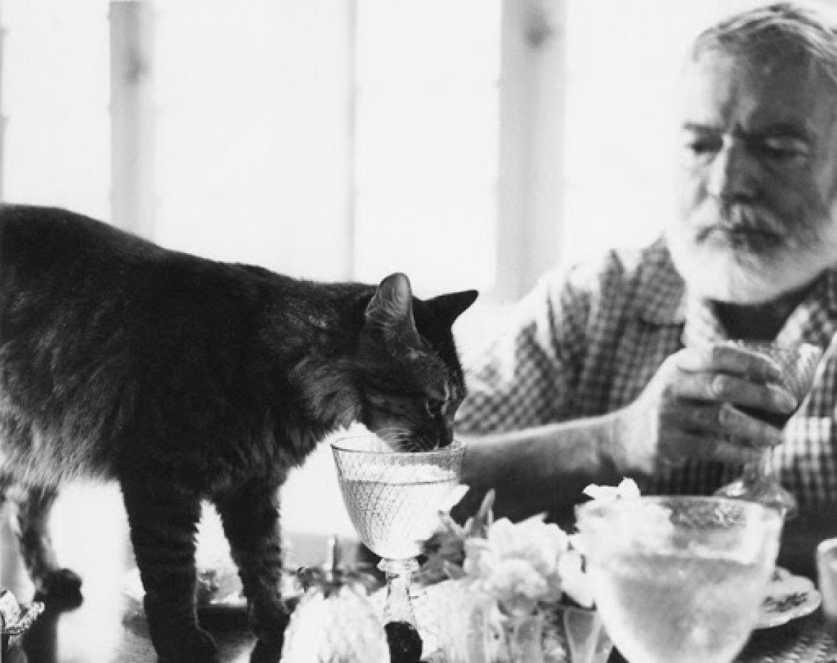 Ernest Hemingway in kaleminden kedisi Uncle Willie’nin son saatleri #1