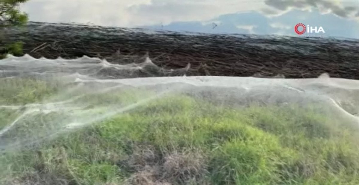 Flood waters receded in Australia, spider webs appeared #3