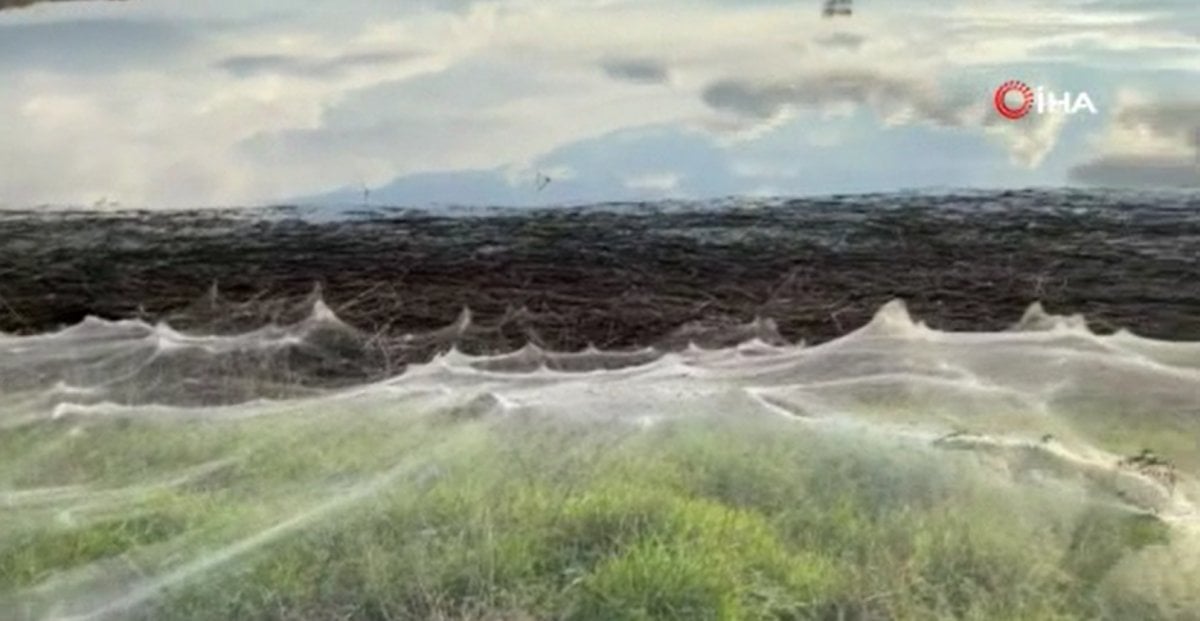 Flood waters receded in Australia, spider webs appeared #2